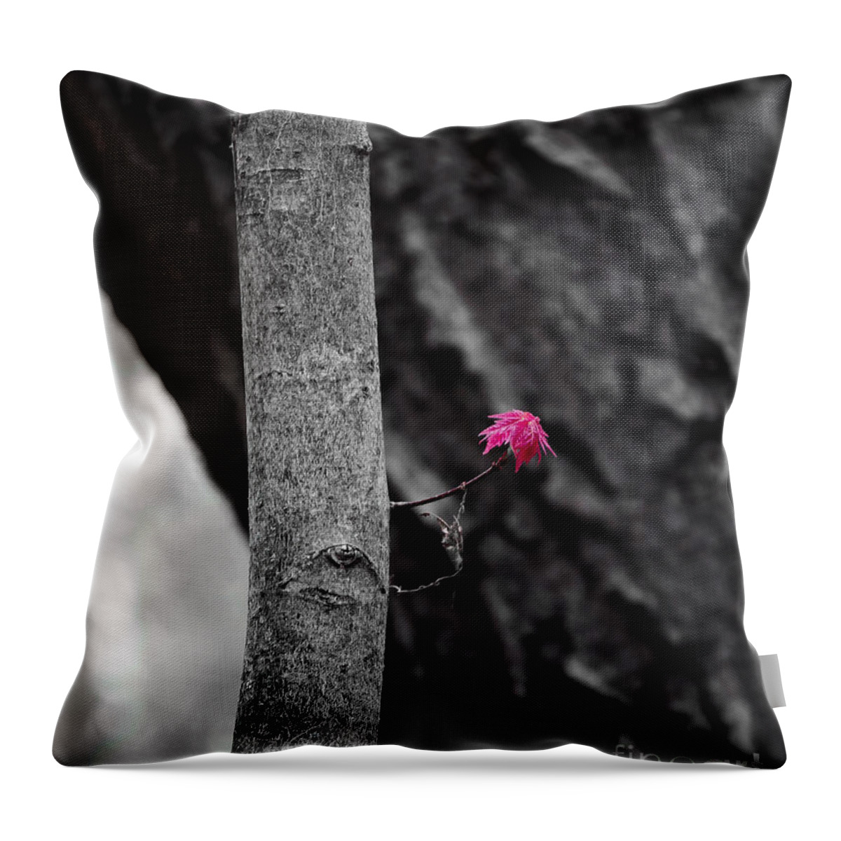 Natural Bridge Throw Pillow featuring the photograph Spring Maple Growth by Steven Ralser