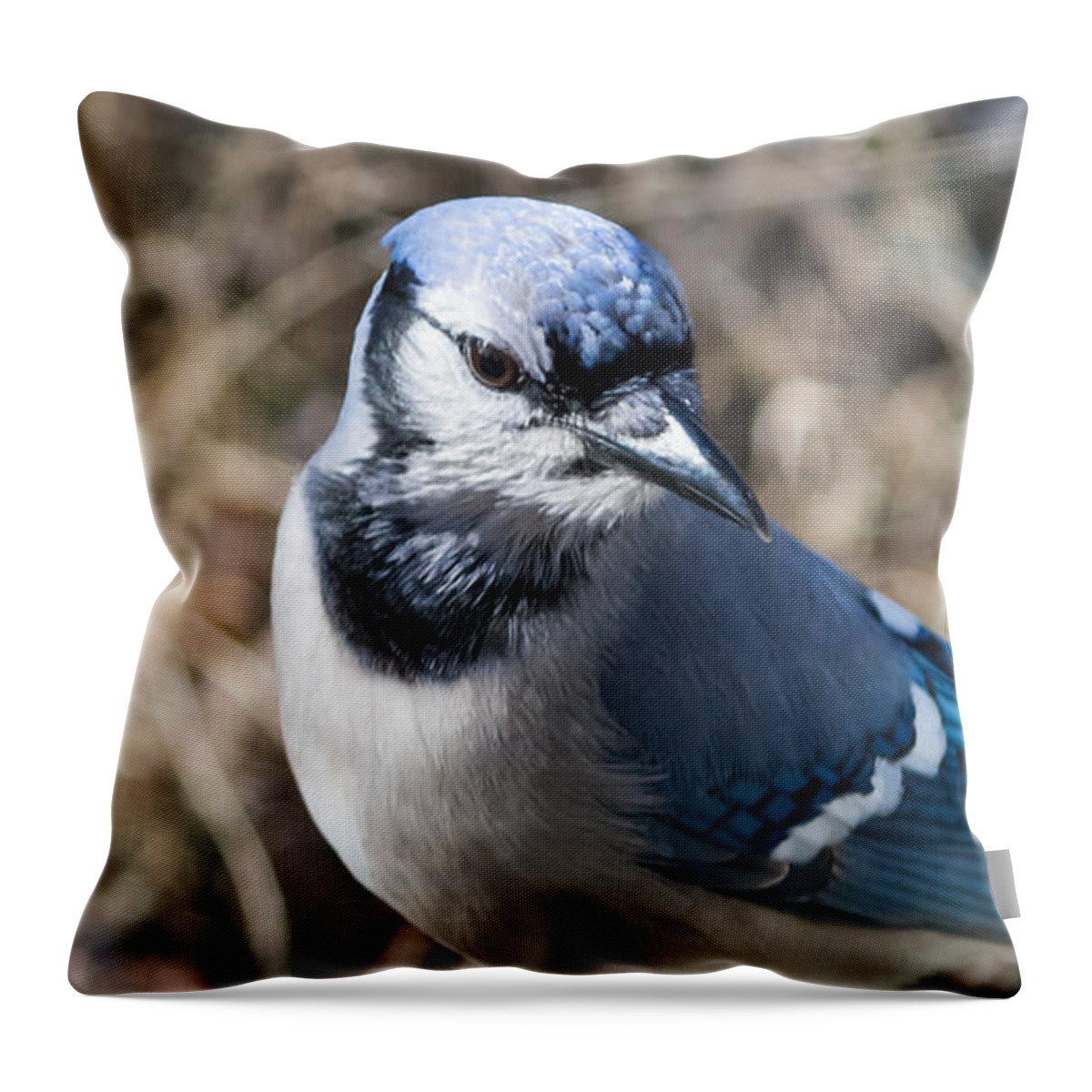 Blue Jays Throw Pillow featuring the photograph Strike a Pose by Holden The Moment
