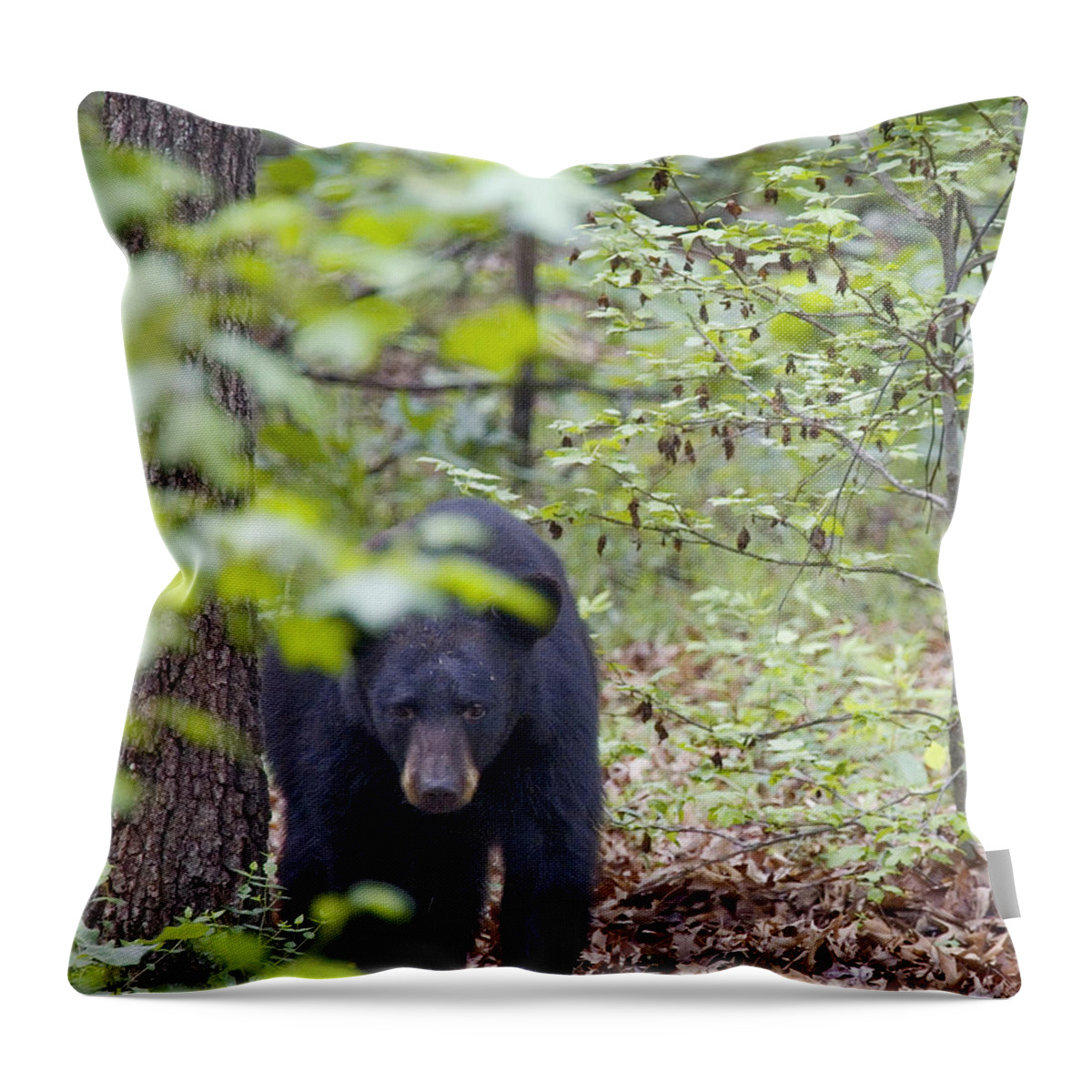 Black Bear Throw Pillow featuring the photograph Stalking Black Bear in Woods by Michael Dougherty