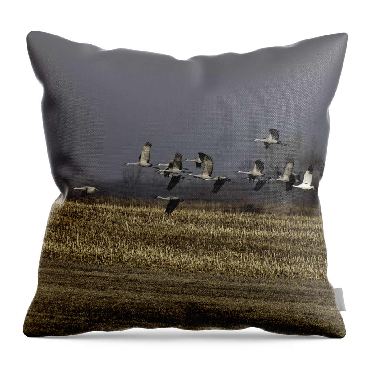 Whooping Crane Throw Pillow featuring the photograph Standing Out 1 by Thomas Young