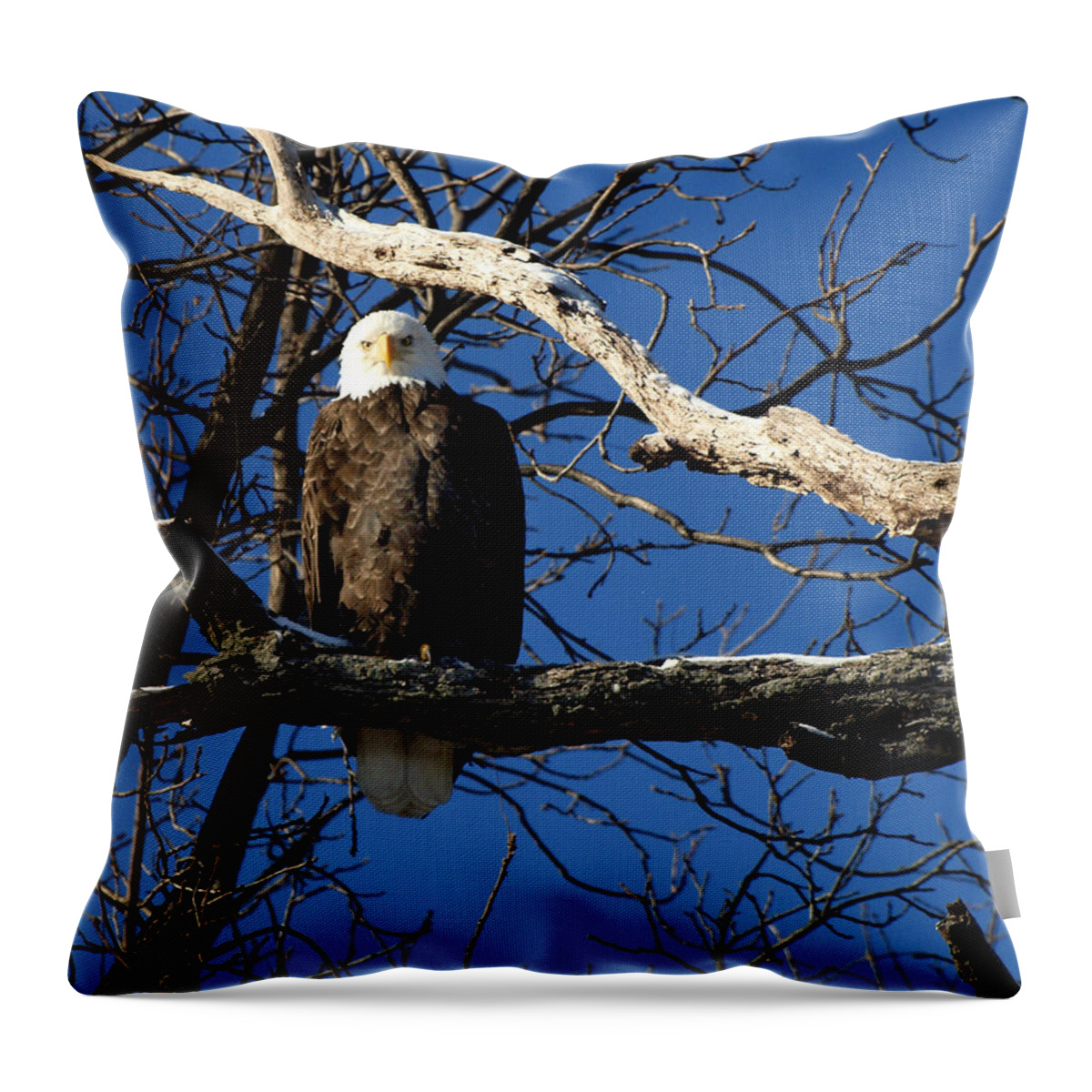 American Bald Eagle Throw Pillow featuring the photograph Stare Down by Thomas Young