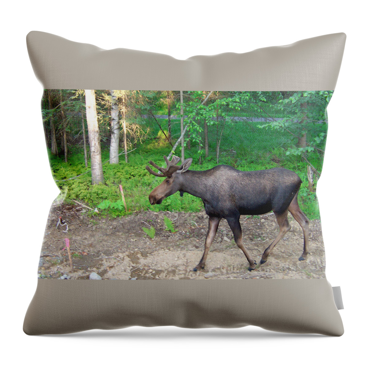 Alaska Throw Pillow featuring the photograph Strollin by Aimee L Maher ALM GALLERY