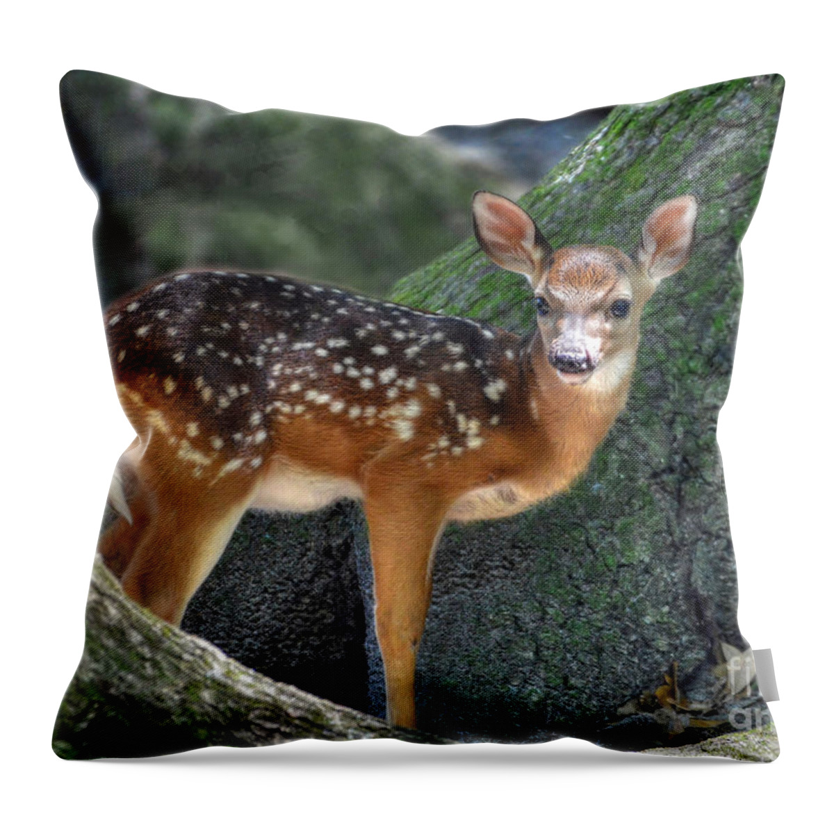 Deer Throw Pillow featuring the photograph Such A Deer by Kathy Baccari