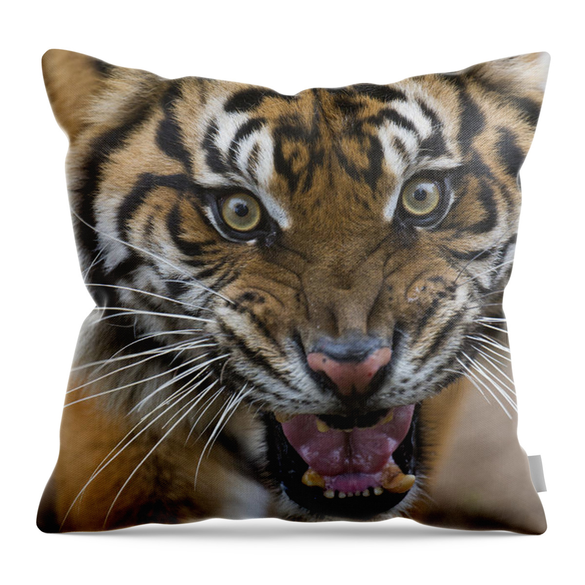 San Diego Zoo Throw Pillow featuring the photograph Sumatran Tiger Male Snarling Native by San Diego Zoo