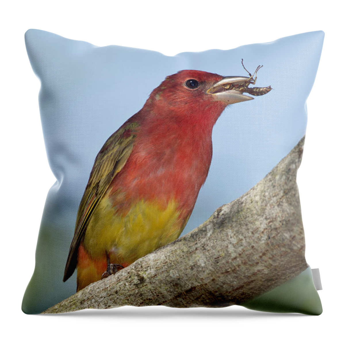 Summer Tanager Throw Pillow featuring the photograph Summer Tanager Eating Wasp by Anthony Mercieca