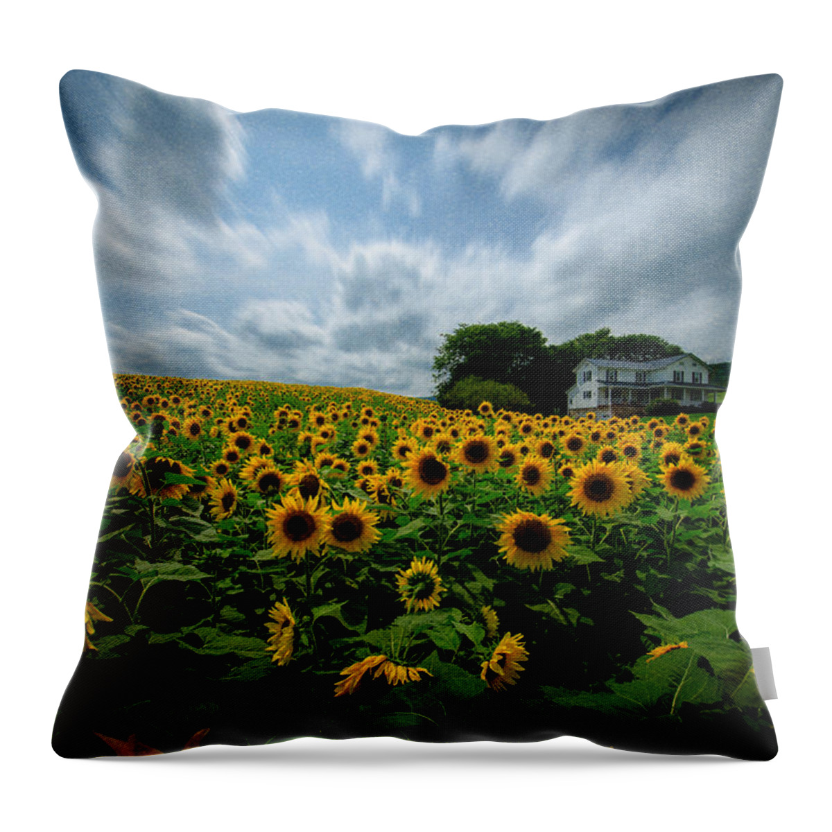 Sunflower Field Throw Pillow featuring the photograph Sunflower field by Crystal Wightman