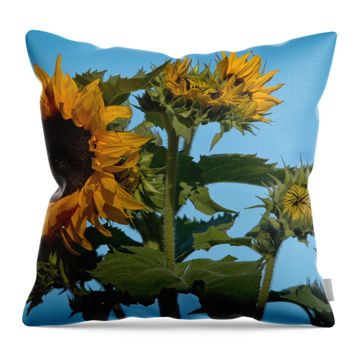 Sunflower Throw Pillow featuring the photograph Sunflower Morning by Cheryl Baxter