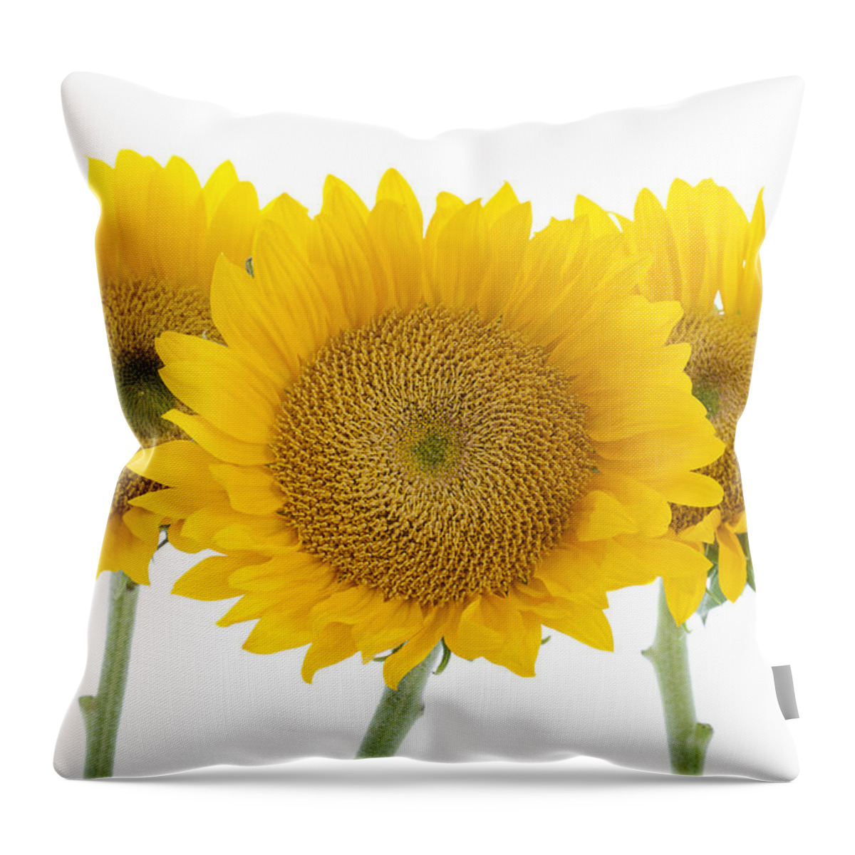 Sunflower Throw Pillow featuring the photograph Sunflower Trio by Patty Colabuono