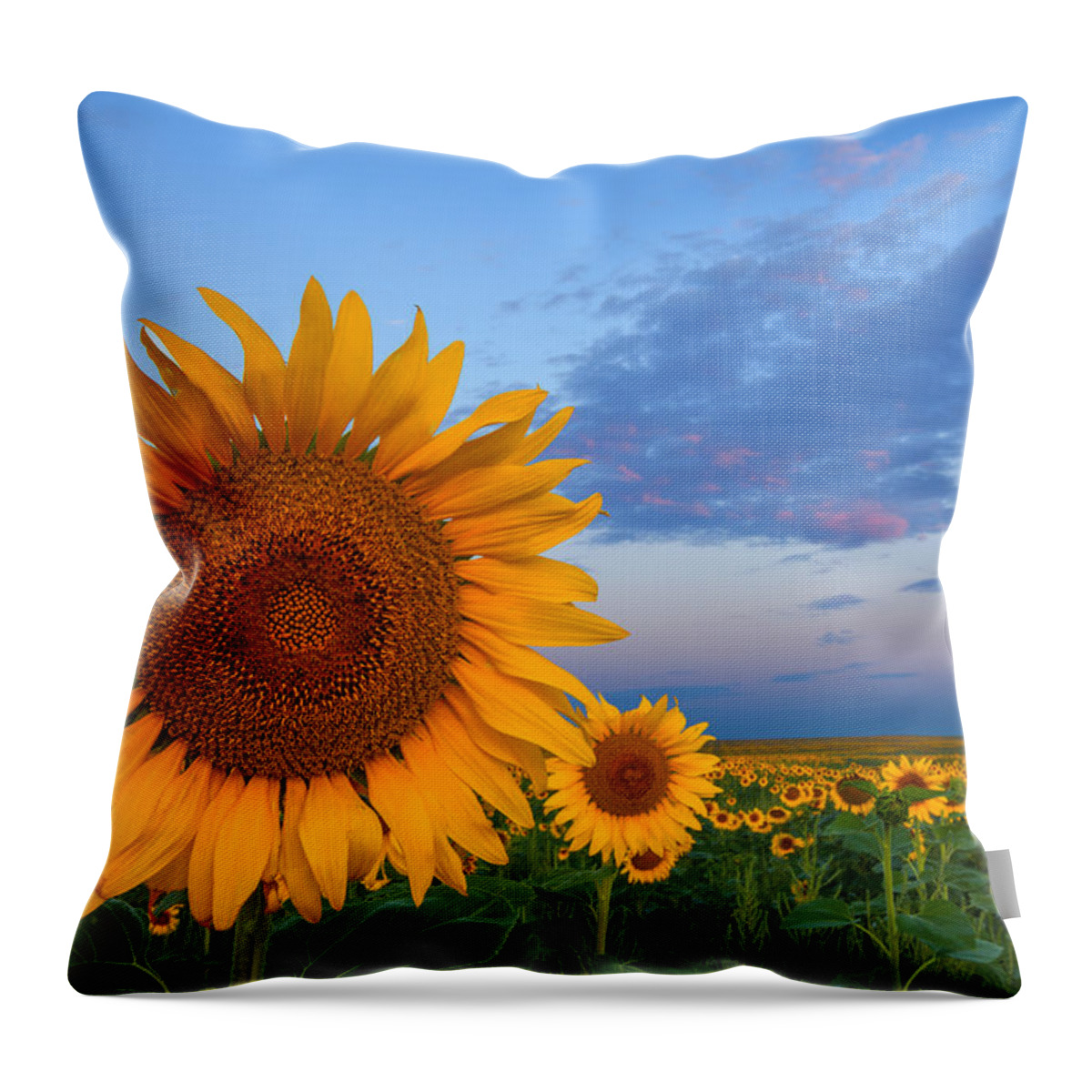 Sunflowers Throw Pillow featuring the photograph Sunny Side Up by Darren White
