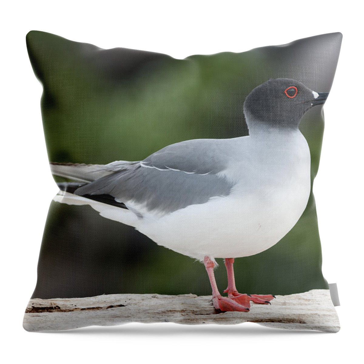 531756 Throw Pillow featuring the photograph Swallow-tailed Gull Galapagos by Tui De Roy