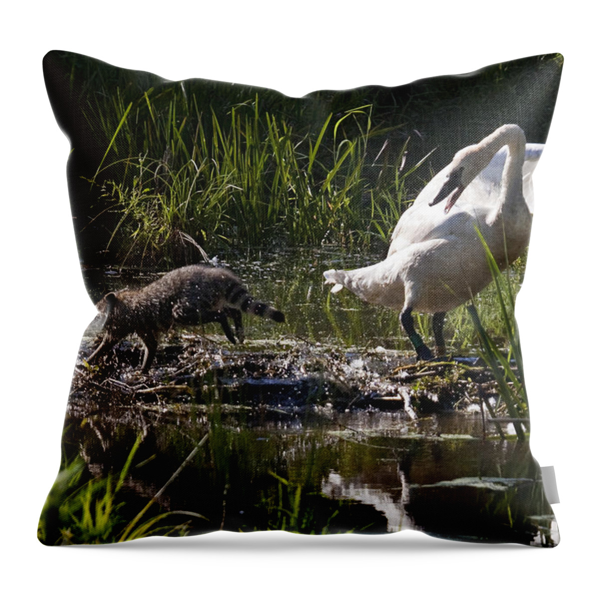 Trumpeter Swan Throw Pillow featuring the photograph Swan and Coon on Beaver Dam by Michael Dougherty