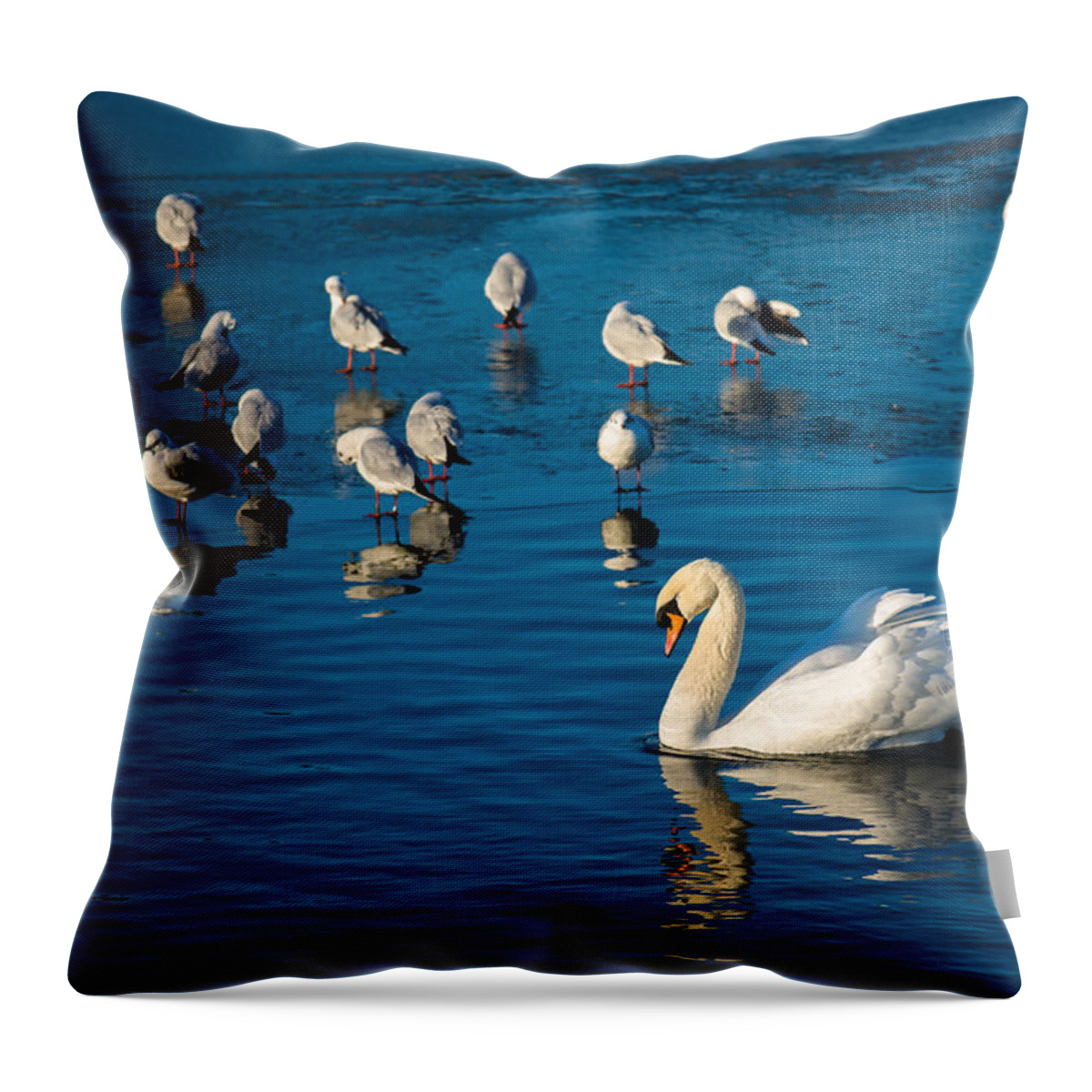 Seagulls Throw Pillow featuring the photograph Swan And Seagulls On Frozen Lake by Andreas Berthold