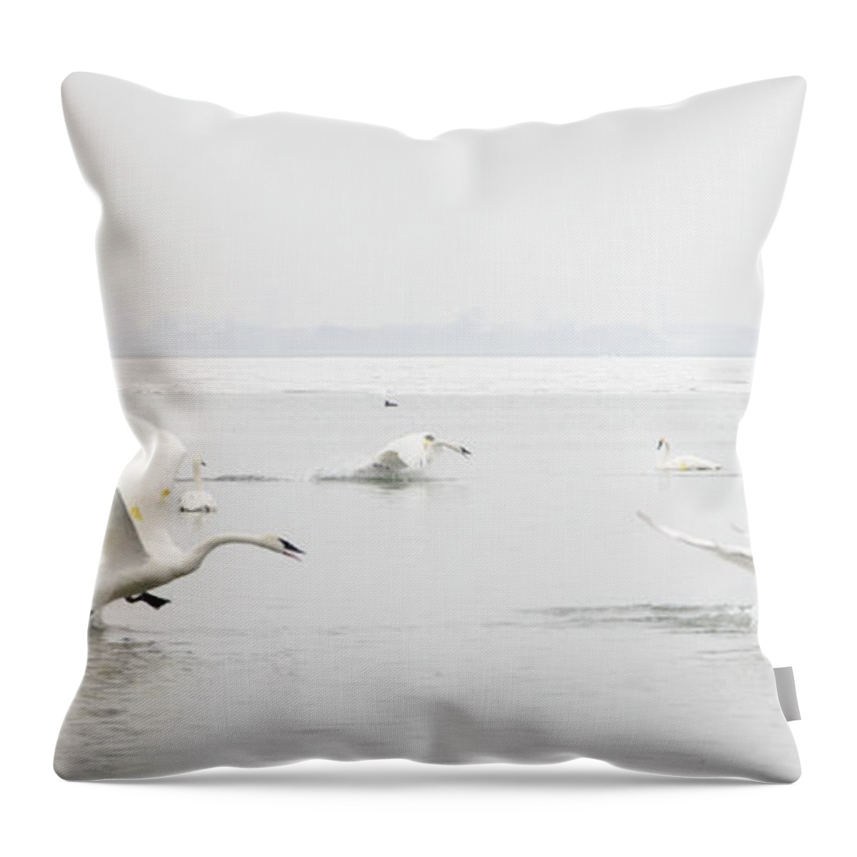 Swan Throw Pillow featuring the photograph Swan Fight by Laurel Best