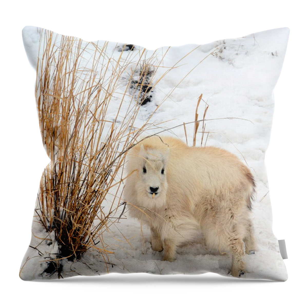 Mountain Goats Throw Pillow featuring the photograph Sweet Little One by Dorrene BrownButterfield