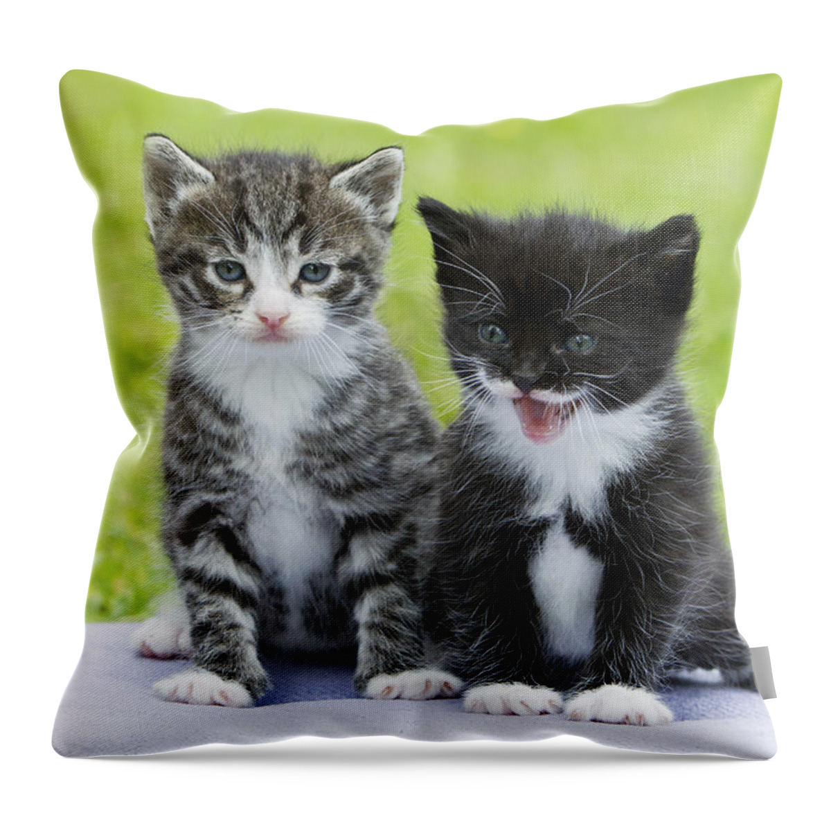 Feb0514 Throw Pillow featuring the photograph Tabby And Black Kittens by Duncan Usher