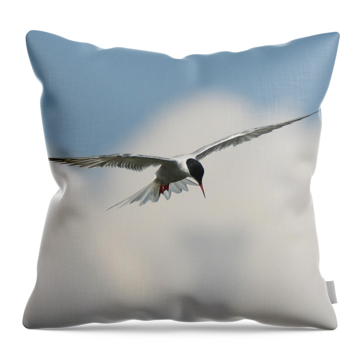 Wildlife Throw Pillow featuring the photograph Tern in Flight by William Selander