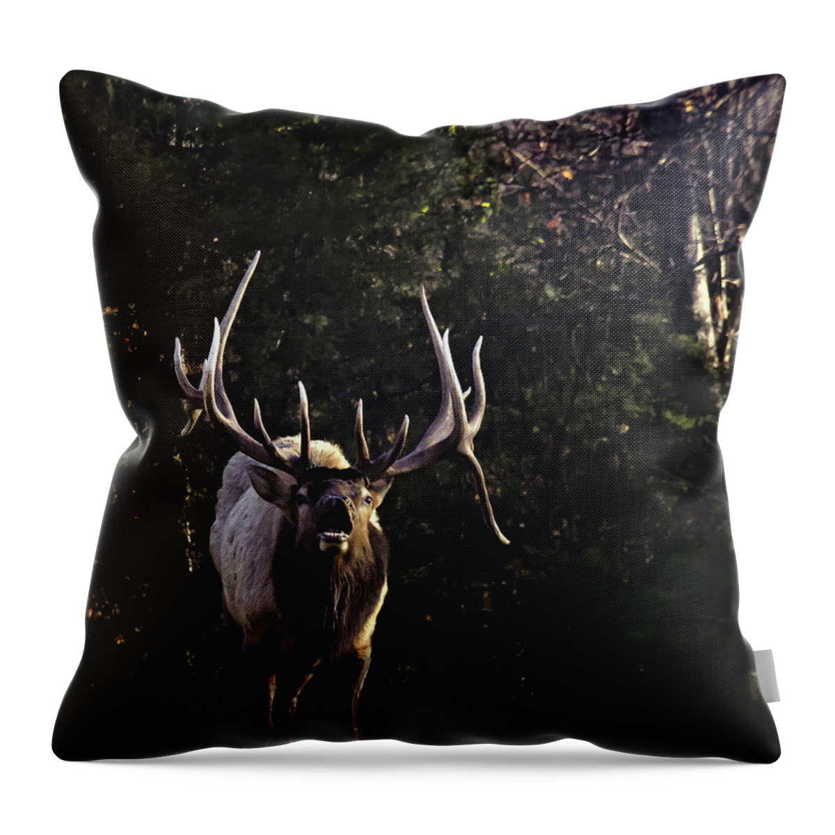Bull Elk Throw Pillow featuring the photograph The Boxley Stud Snuffing by Michael Dougherty