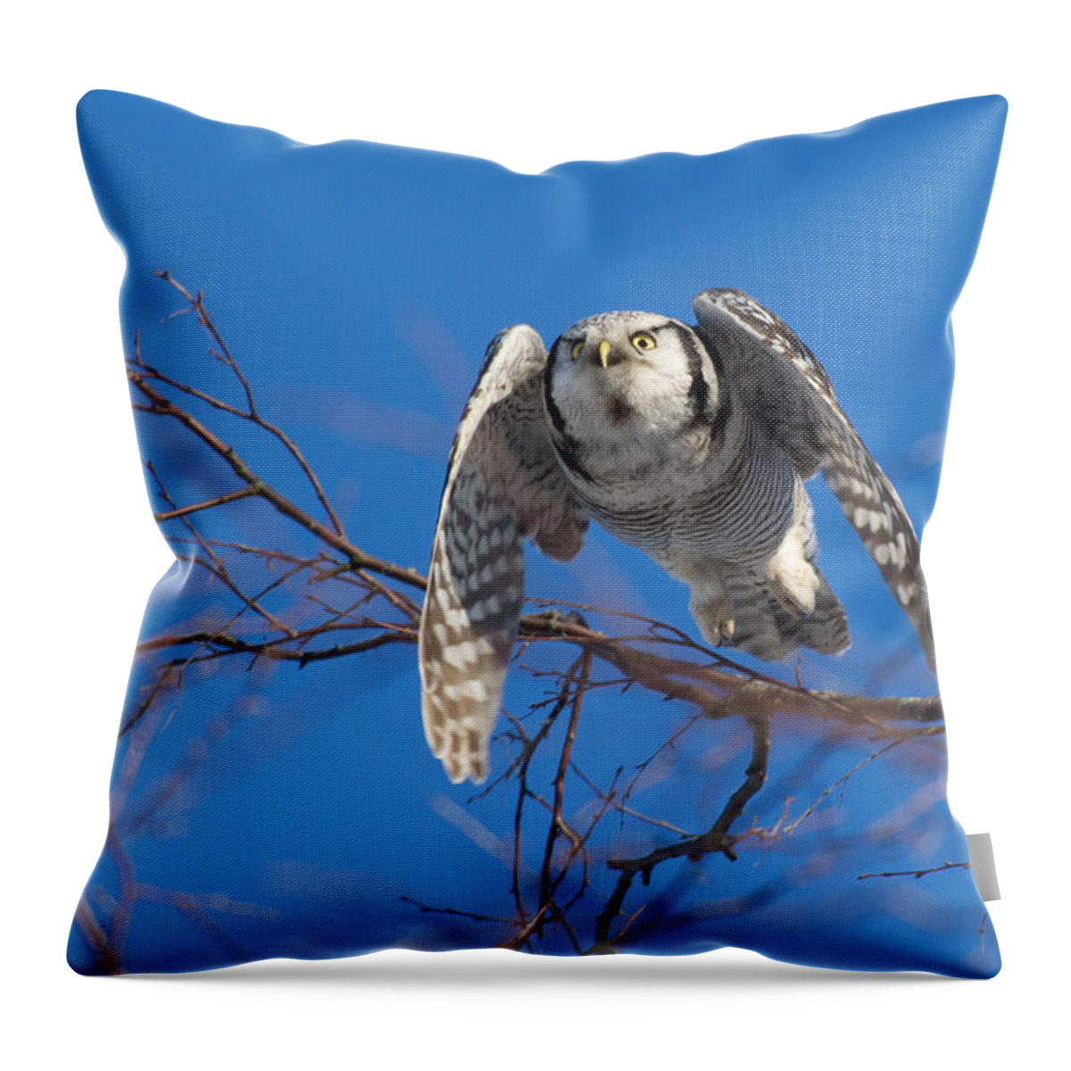 Northern Hawk Owl Throw Pillow featuring the photograph The flying Northern Hawk Owl by Torbjorn Swenelius