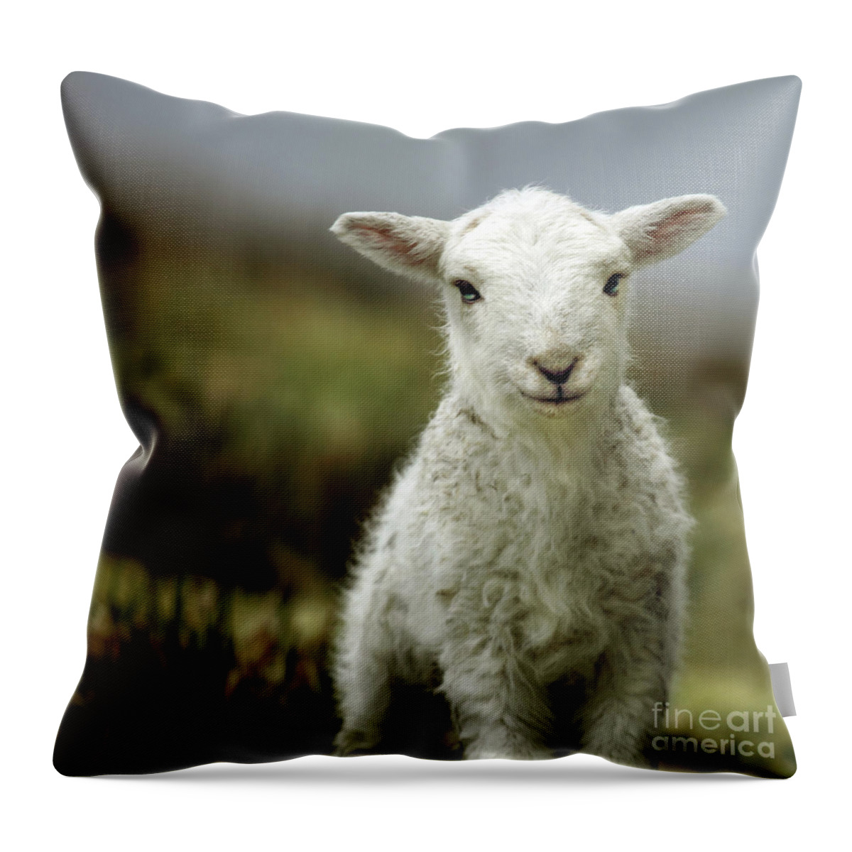Wales Throw Pillow featuring the photograph The Lamb by Ang El