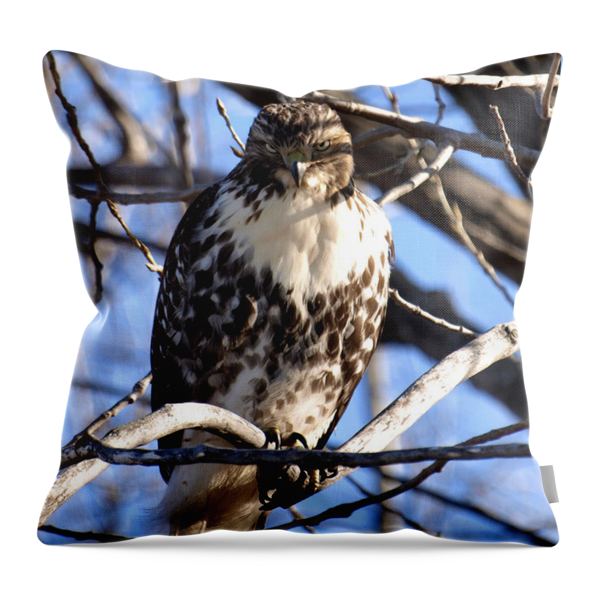 Wild Coopers Hawk Throw Pillow featuring the photograph The Look Says it All by Thomas Young
