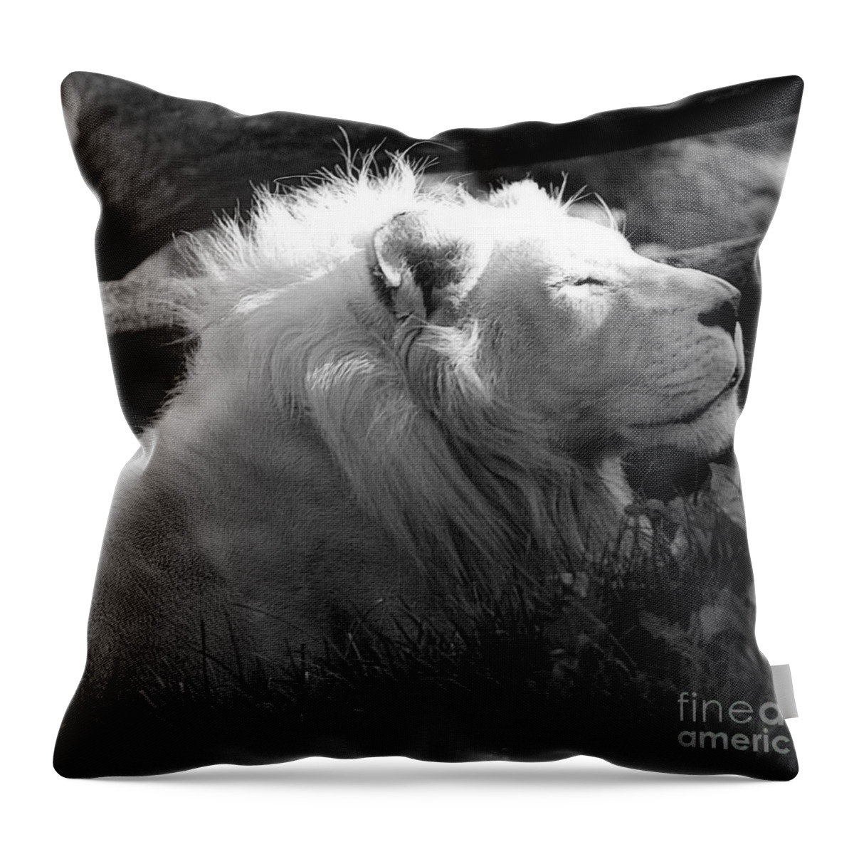 Marcia Lee Jones Throw Pillow featuring the photograph The White King by Marcia Lee Jones