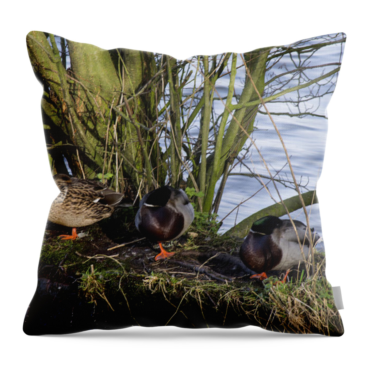  Duck Throw Pillow featuring the photograph Three In A Row by Spikey Mouse Photography
