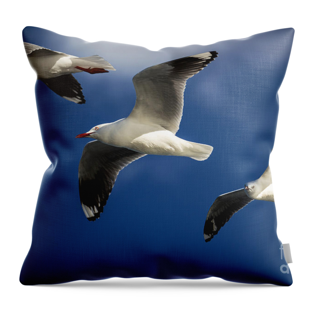 Silver Gulls Throw Pillow featuring the photograph Three silver gulls in flight by Sheila Smart Fine Art Photography