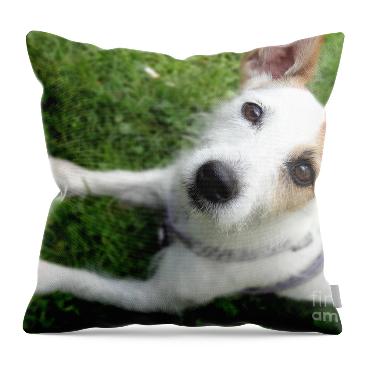 Jack Russell Throw Pillow featuring the photograph Throw it again by Laurel Best