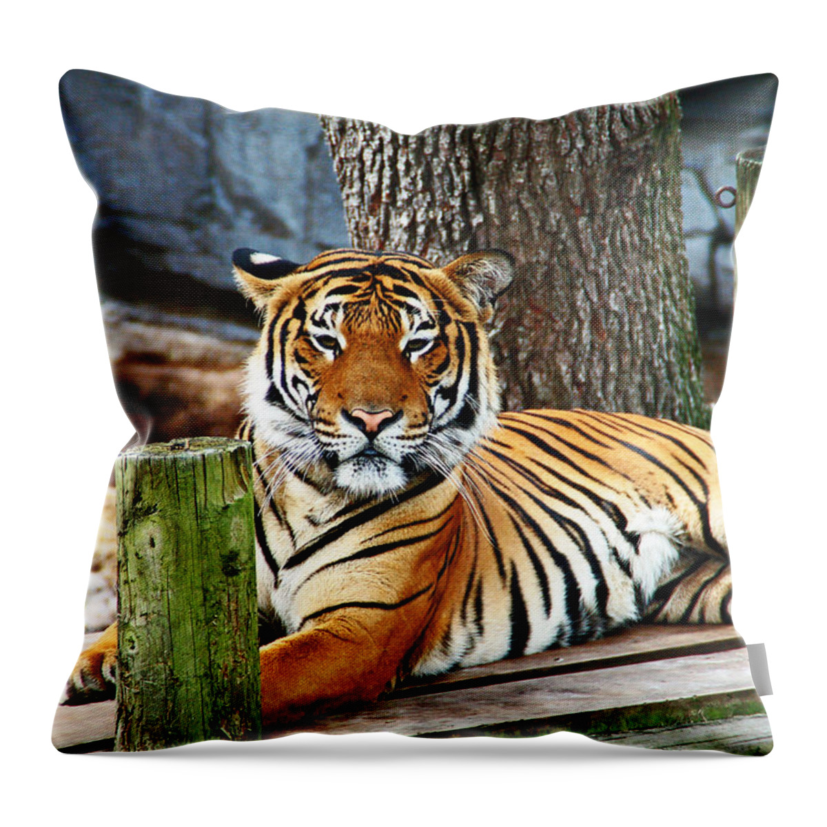 Tiger Throw Pillow featuring the photograph Tiger Portrait by Aimee L Maher ALM GALLERY