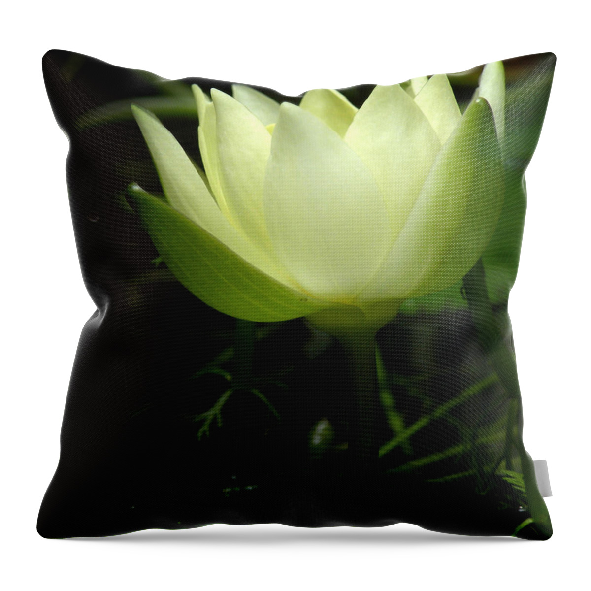Nature Throw Pillow featuring the photograph Tiny Water Lily by Deborah Smith