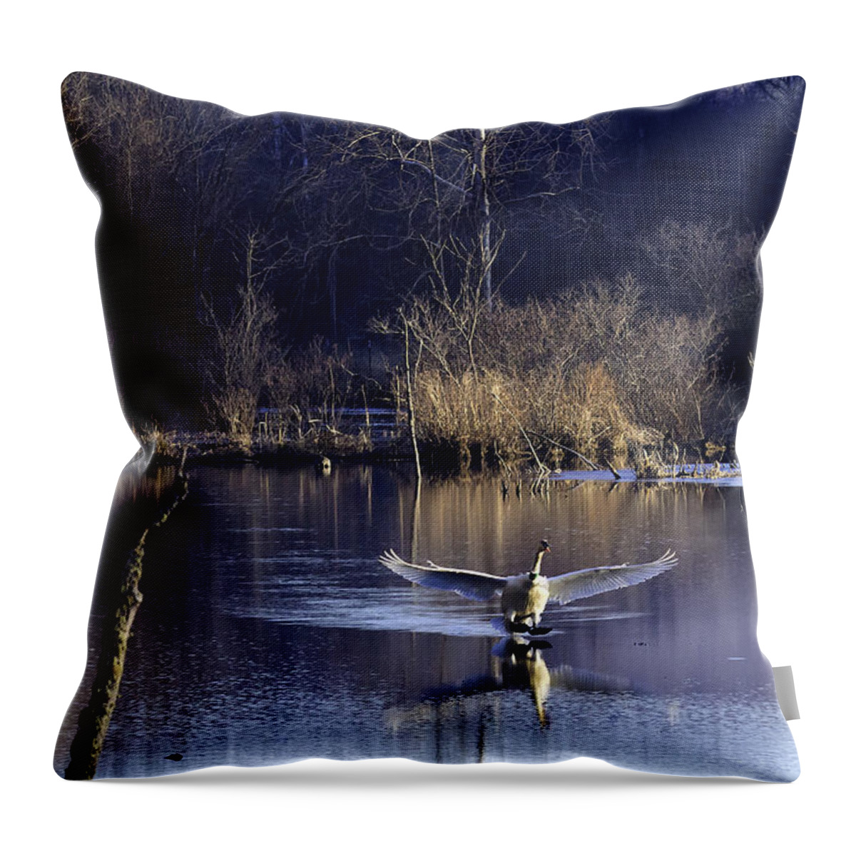 Trumpeter Swan Throw Pillow featuring the photograph Touchdown Trumpeter Swan by Michael Dougherty