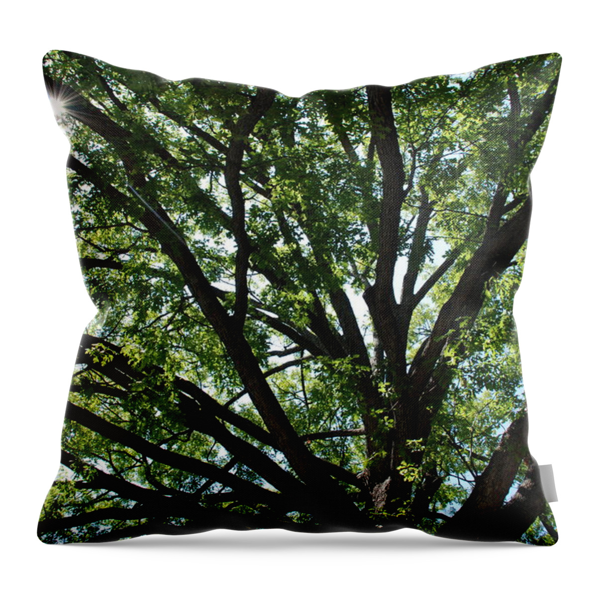 Tree Throw Pillow featuring the photograph Tree Canopy Sunburst by Kenny Glover