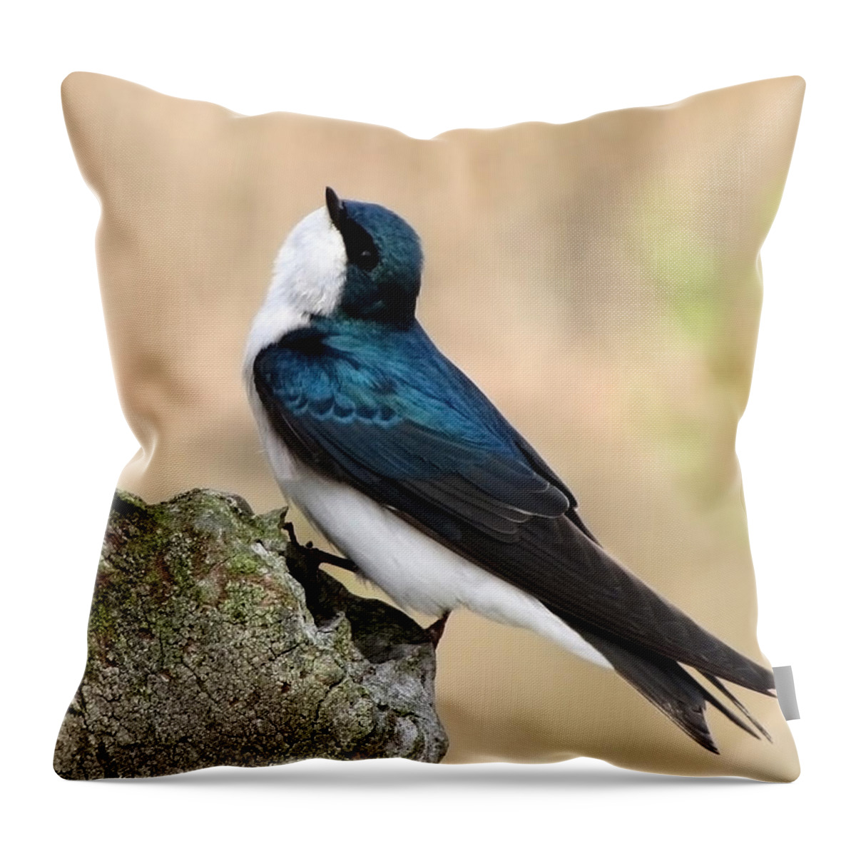 Tree Swallow. Swallow Throw Pillow featuring the photograph Tree Swallow by Ann Bridges