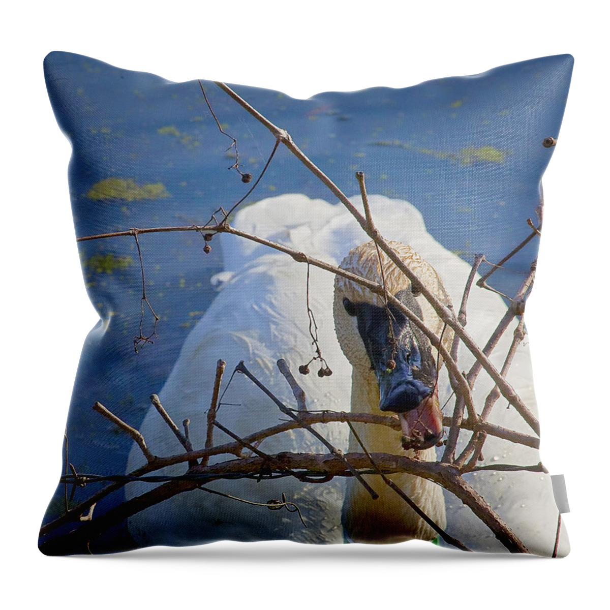 Trumpeter Swan Throw Pillow featuring the photograph Trumpeter Swan Eating by Michael Dougherty