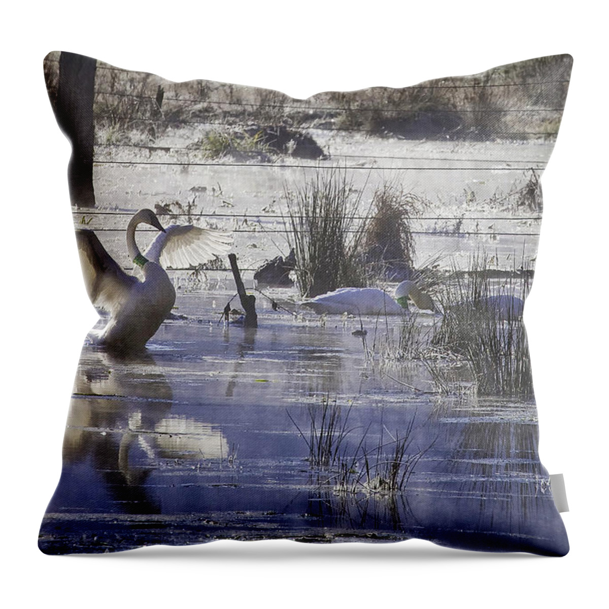 Trumpeter Swans Throw Pillow featuring the photograph Trumpeter Swans on Winter Pond by Michael Dougherty
