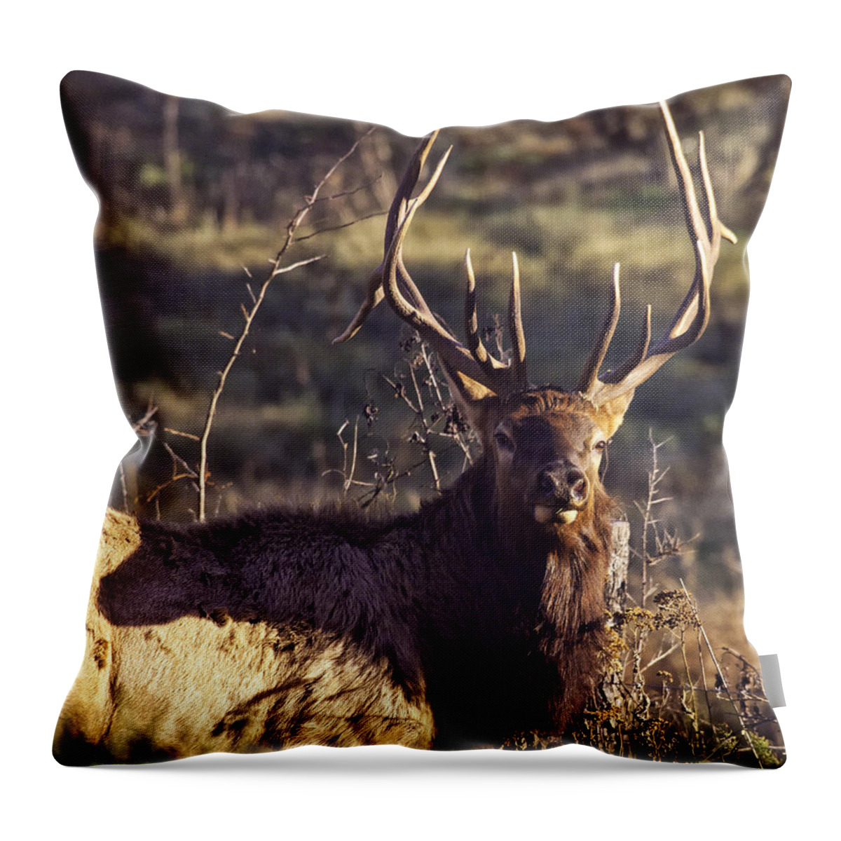 Bull Elk Throw Pillow featuring the photograph Twin Forks Up Close by Michael Dougherty