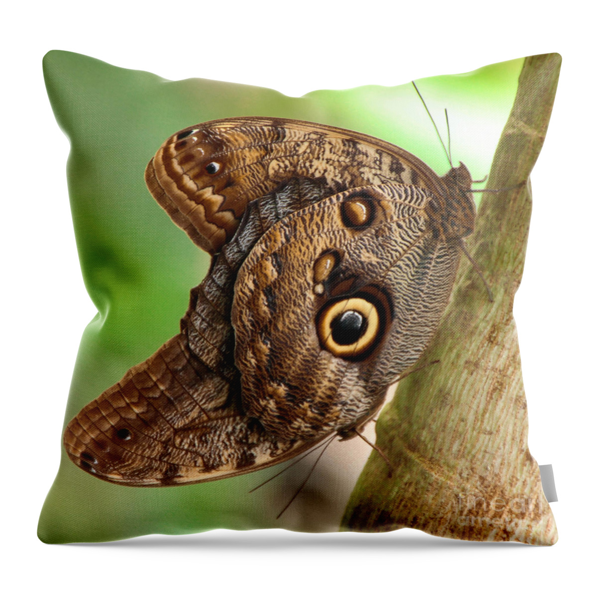 Caligo Throw Pillow featuring the photograph Two Caligo Atreus Butterflies by Amanda Mohler