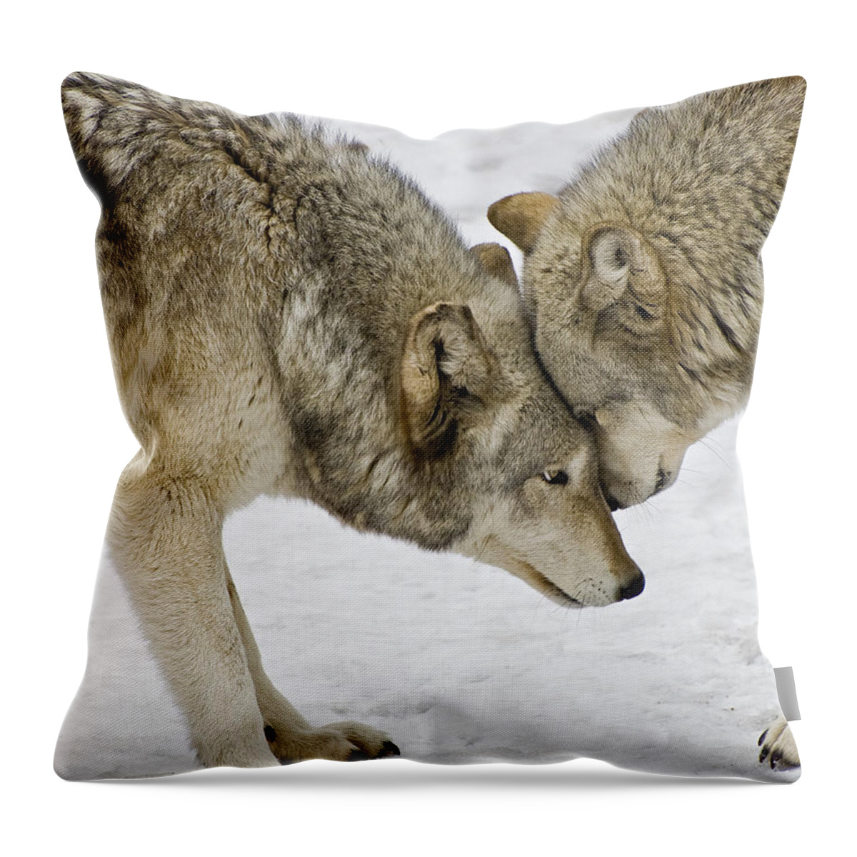 Wolf Throw Pillow featuring the photograph Two Wolves In A Staredown by Gary Slawsky