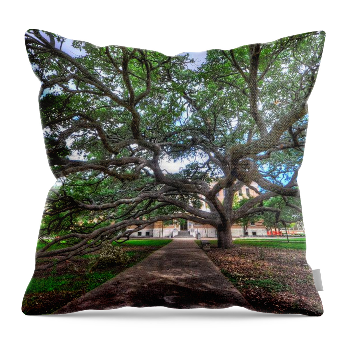 Century Tree Throw Pillow featuring the photograph Under the Century Tree by David Morefield