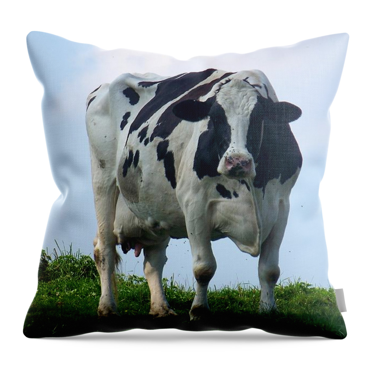 Cows Throw Pillow featuring the photograph Vermont Dairy Cow by Eunice Miller