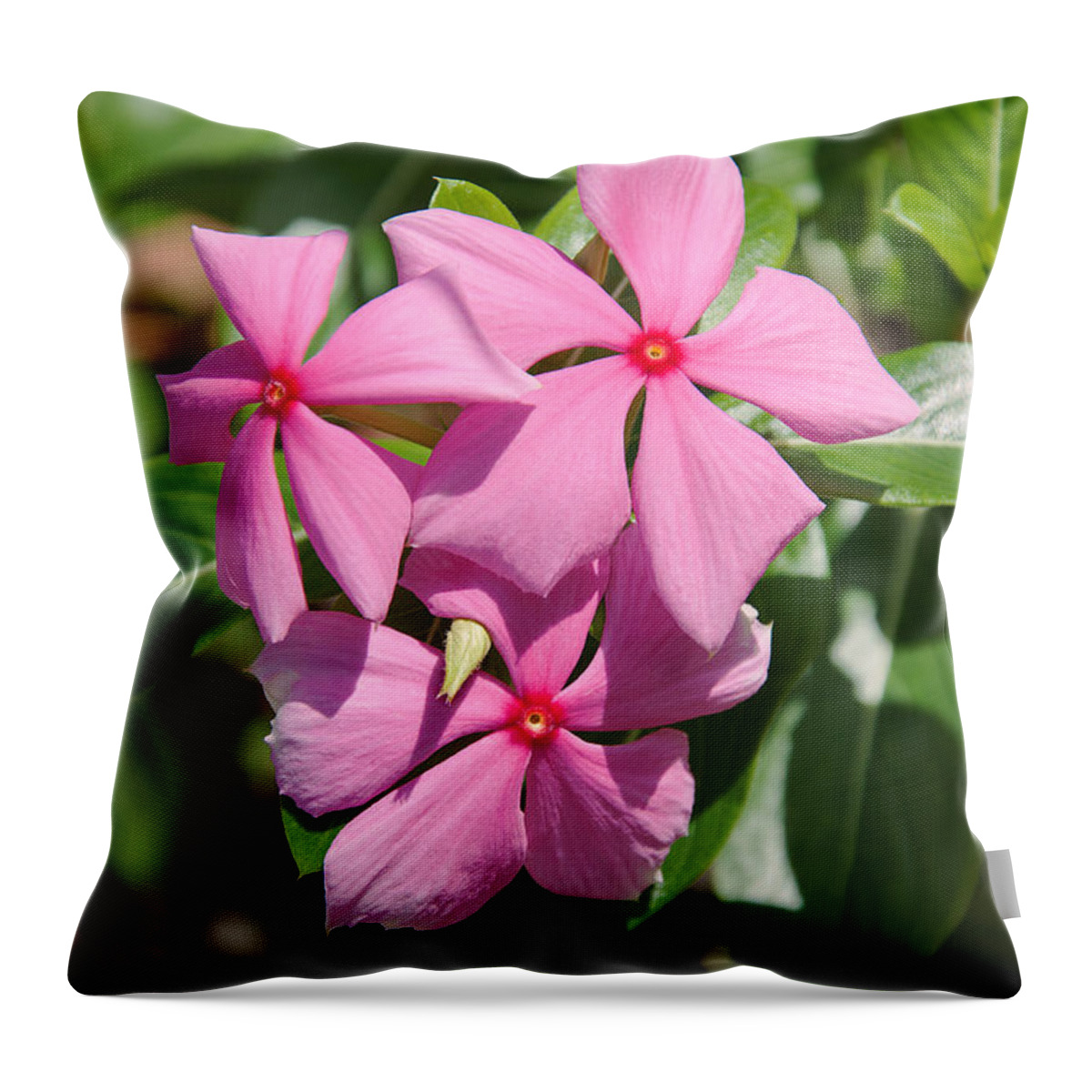 Donna Proctor Throw Pillow featuring the photograph Vinca Periwinkle by Donna Proctor