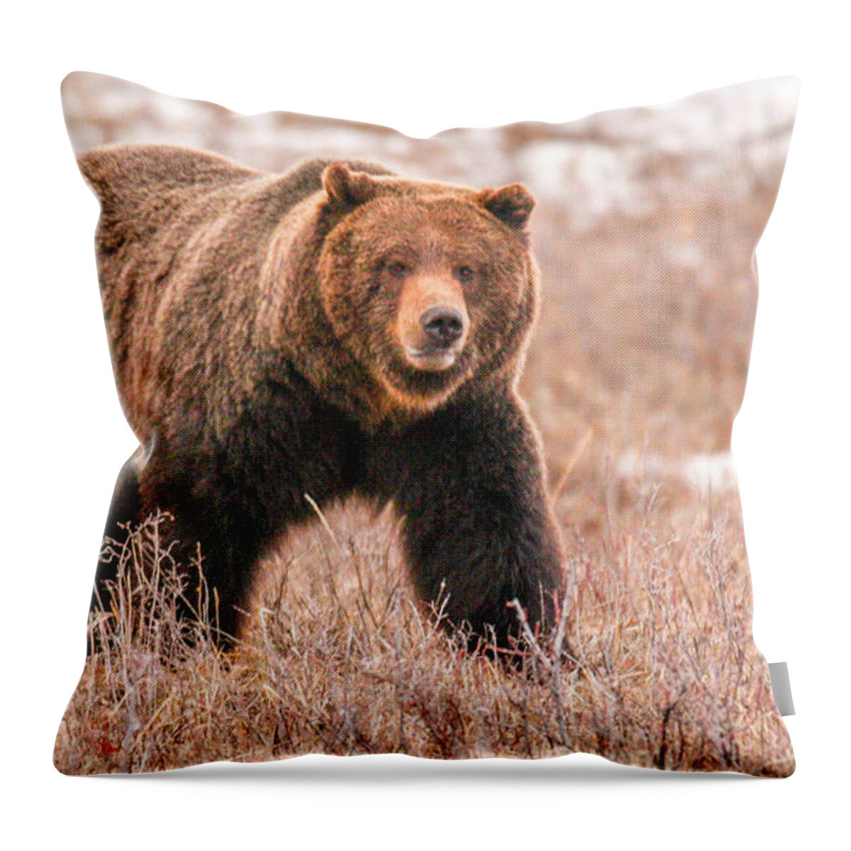 Grizzly Throw Pillow featuring the photograph Walk About by Kevin Dietrich