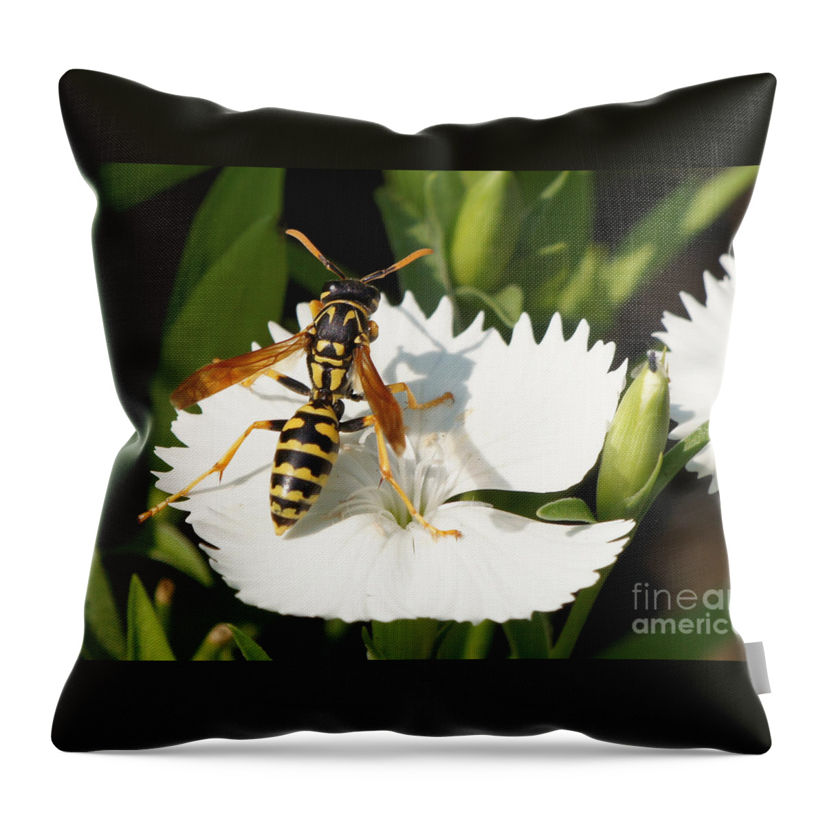 Wasp Throw Pillow featuring the photograph Wasp on Dianthus Floral Lace White Flower 3 by Robert E Alter Reflections of Infinity