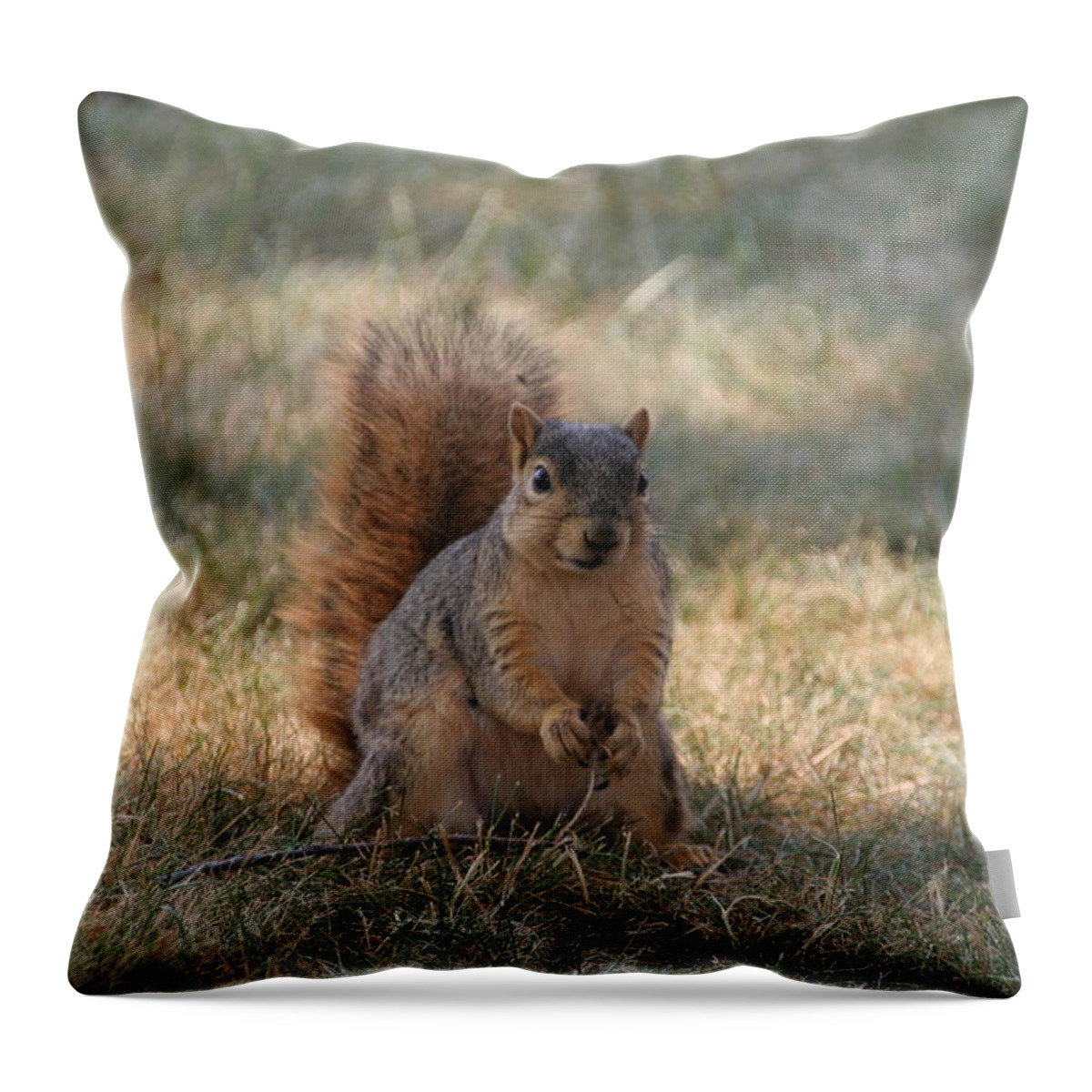 Squirrel Throw Pillow featuring the photograph Brown city squirrel watching me by Valerie Collins