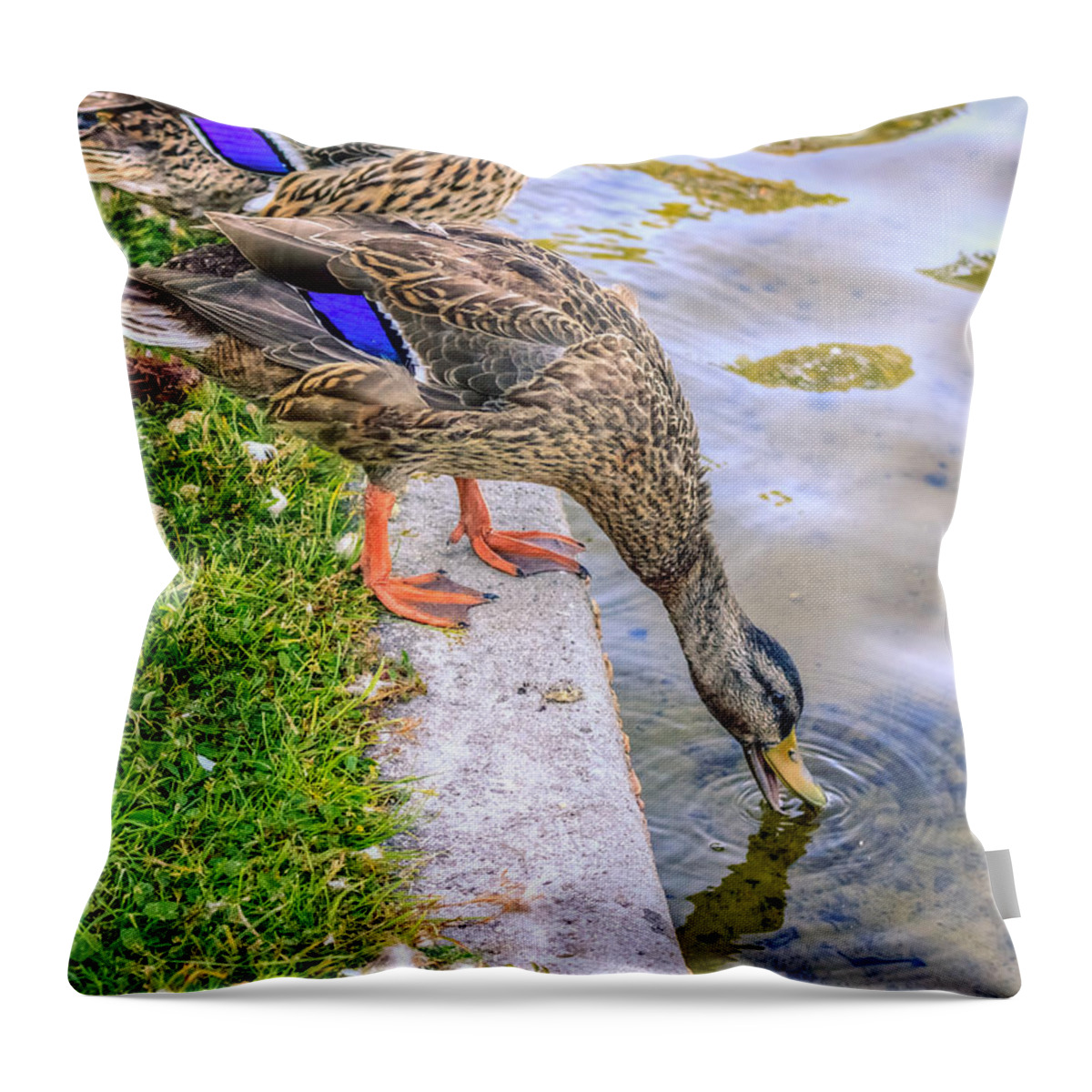 America Throw Pillow featuring the photograph Watering Hole by Traveler's Pics