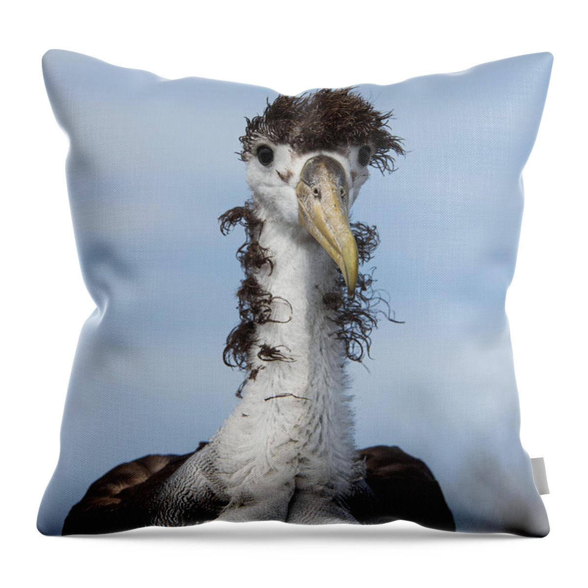Pete Oxford Throw Pillow featuring the photograph Waved Albatross Molting Juvenile by Pete Oxford