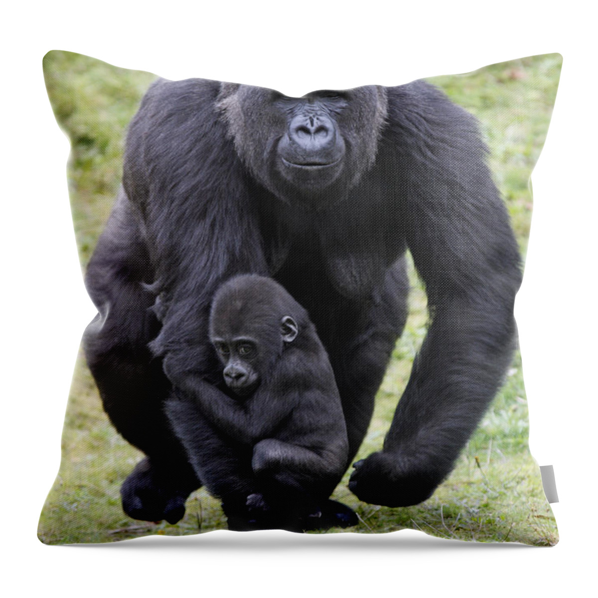 Western Lowland Gorilla Walking Throw Pillow by Duncan Usher - Animals and  Earth - Website