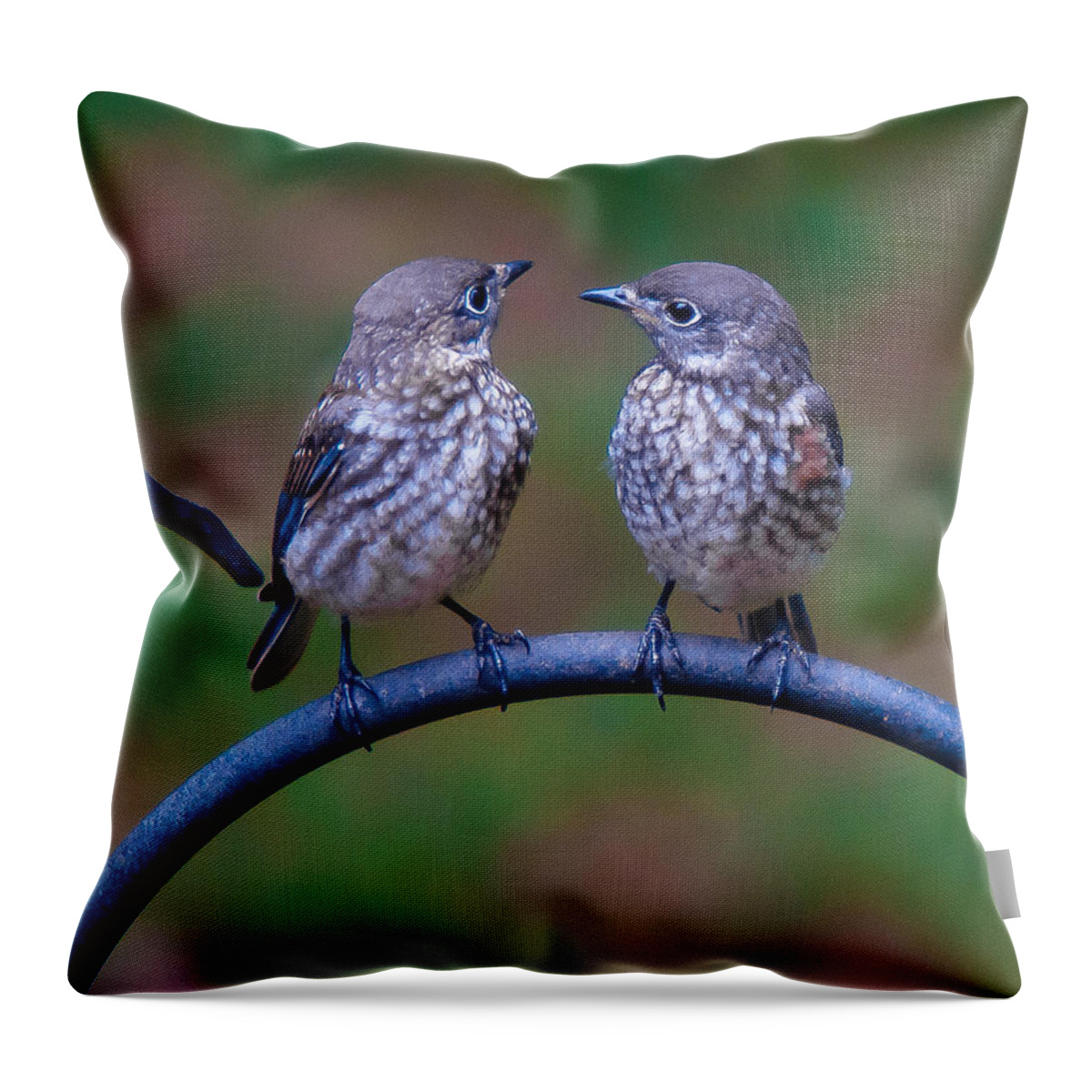 Bluebird Throw Pillow featuring the photograph When's Dad Coming Back? by Robert L Jackson