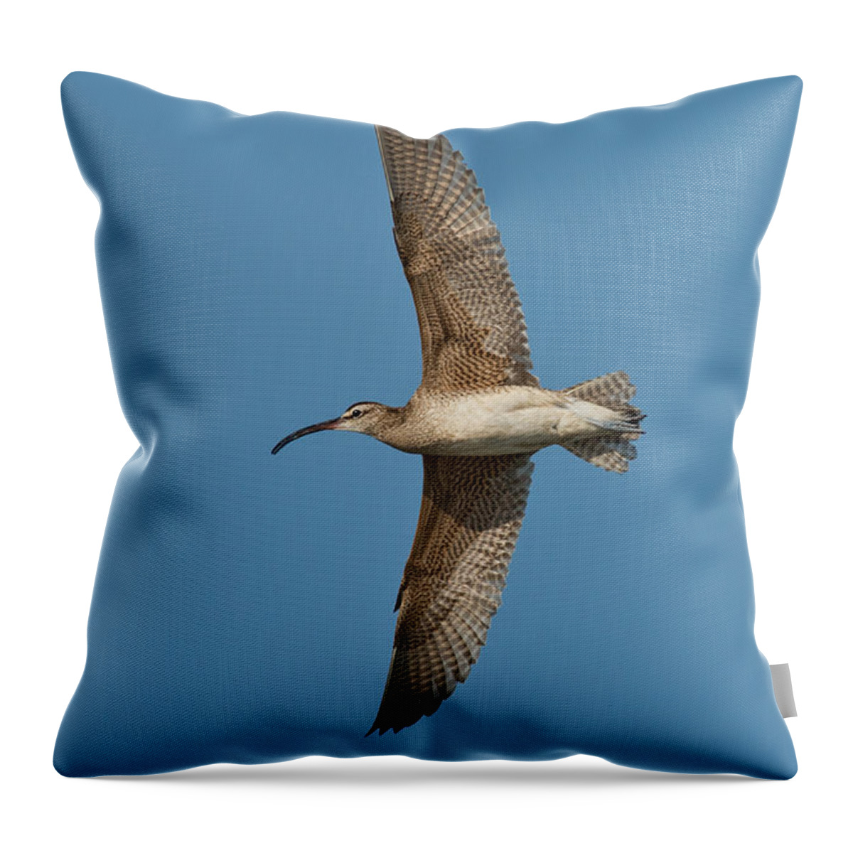 Fauna Throw Pillow featuring the photograph Whimbrel In Flight by Anthony Mercieca