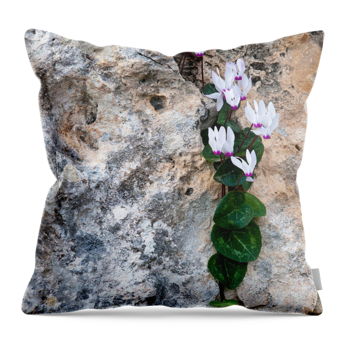 Cyclamen Throw Pillow featuring the photograph White Cyclamen flowers by Michalakis Ppalis